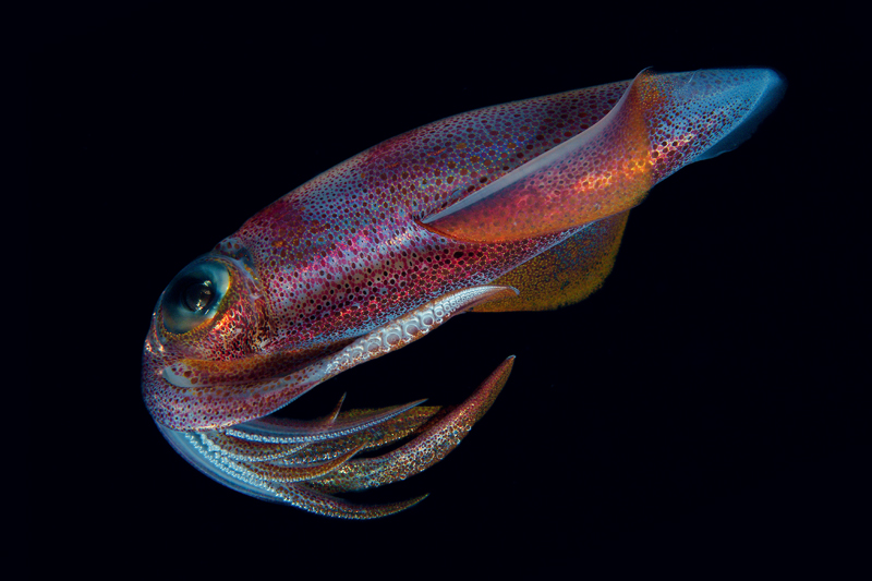 Loligo vulgaris
